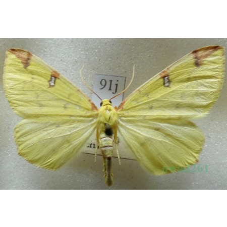 Opisthograptis luteolata (Linnaeus, 1758) male Mokosz cierniowiak Czech91j